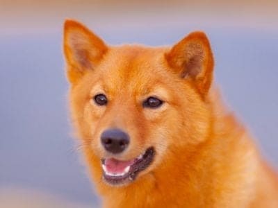 A Finnish Spitz