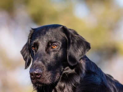 A Flat-Coated Retriever