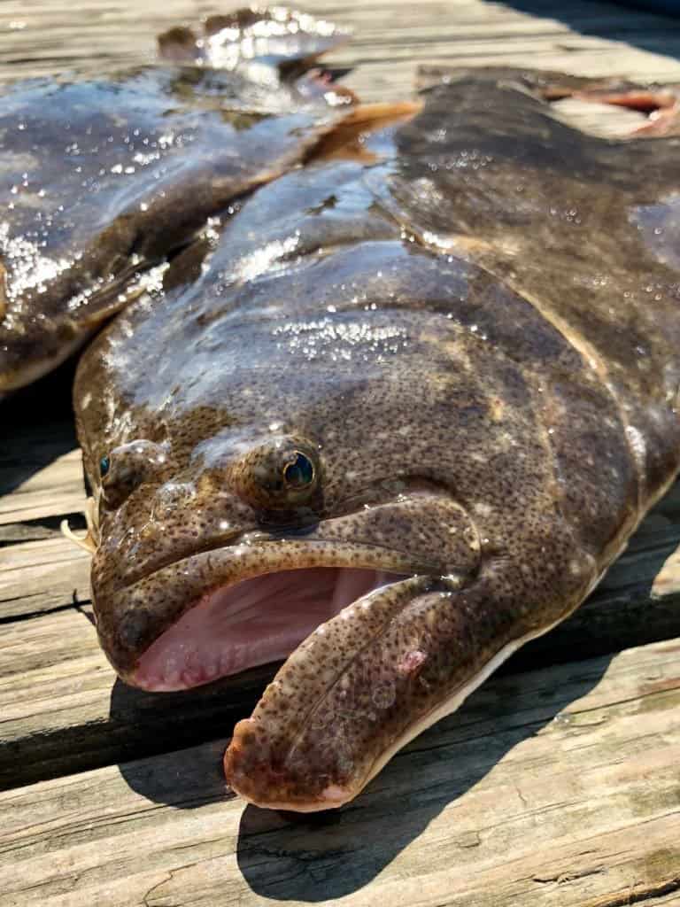 Fluke fish close up