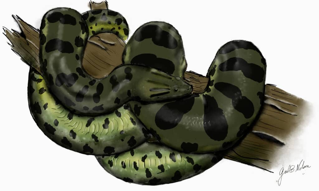 Bolivian anaconda illustration