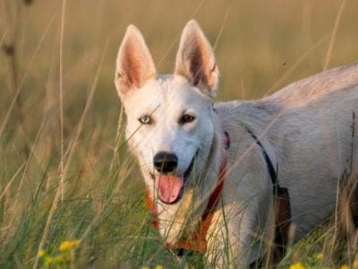 A Gerberian Shepsky