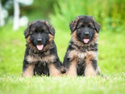 A German Shepherd Guide