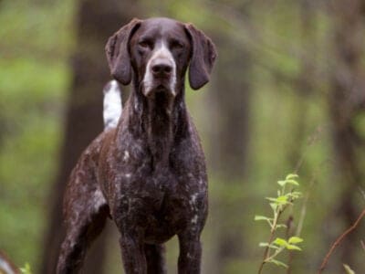 A German Shorthaired Pointer