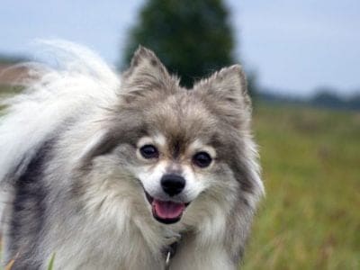 A German Spitz