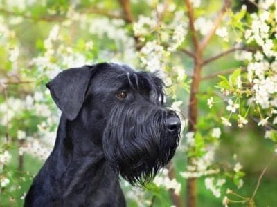 A Giant Schnauzer