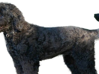 A Giant Schnoodle