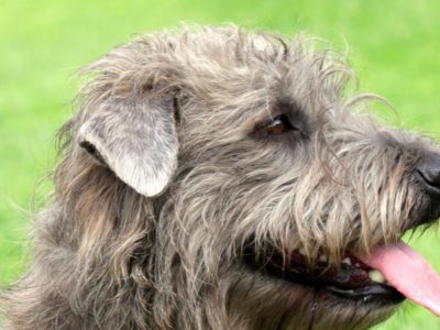 A Glen Of Imaal Terrier