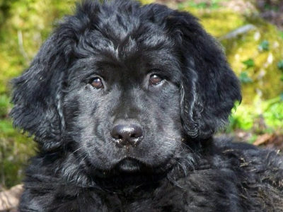 A Golden Newfie