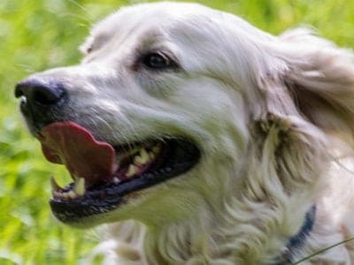 A Golden Pyrenees