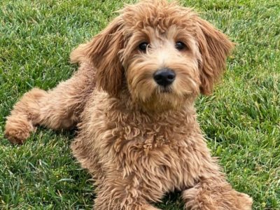 A Goldendoodle