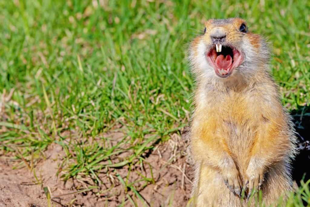 Gopher screams in the meadow