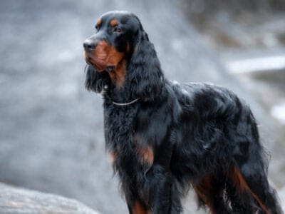 A Gordon Setter