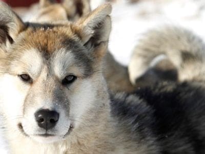 A Greenland Dog