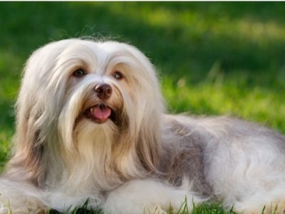 A Havanese