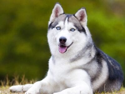 A Husky