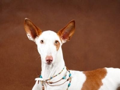 A Ibizan Hound