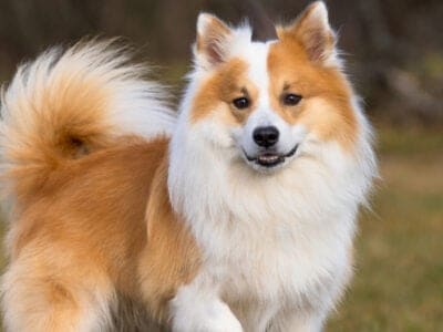 A Icelandic Sheepdog