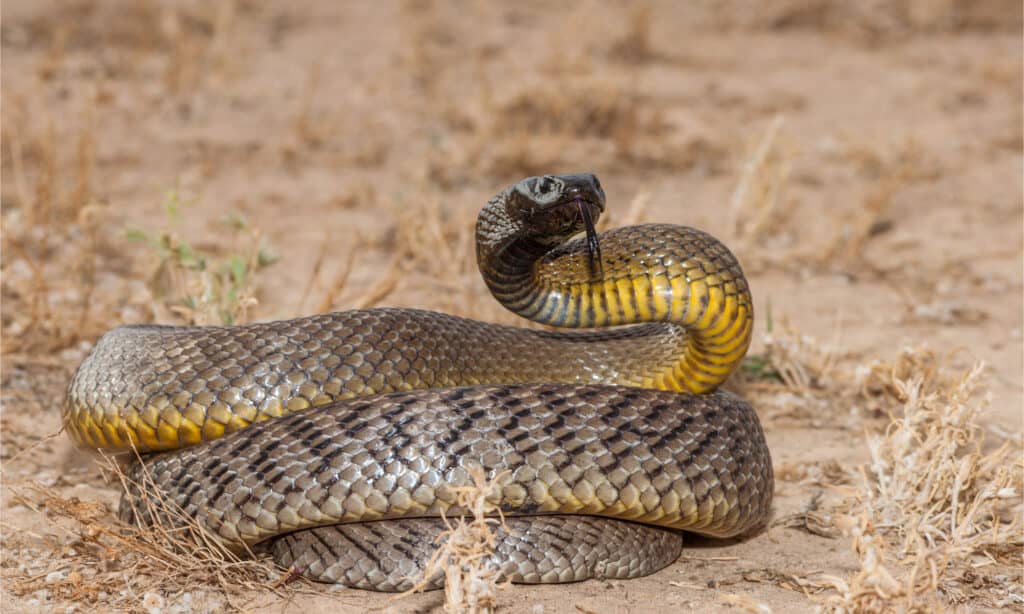 An inland taipan in a threatening pose