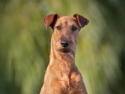 A Irish Terrier