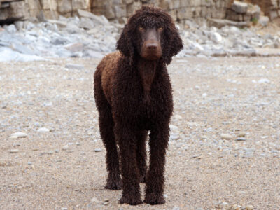 A Irish Water Spaniel