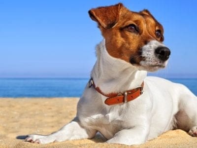 A Jack Russell