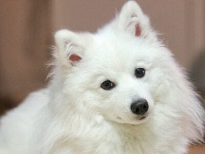 A Japanese Spitz