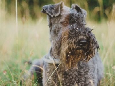 A Kerry Blue Terrier