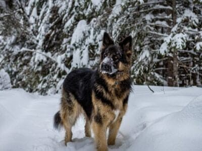 A King Shepherd