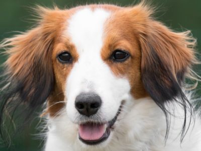 A Kooikerhondje