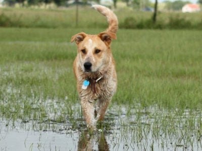 A Labraheeler