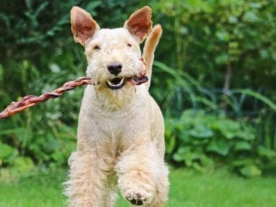 A Lakeland Terrier