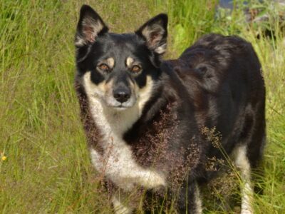 A Lapponian Herder