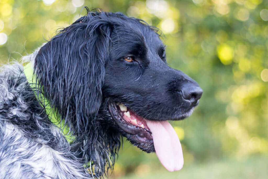 large munsterlander dog