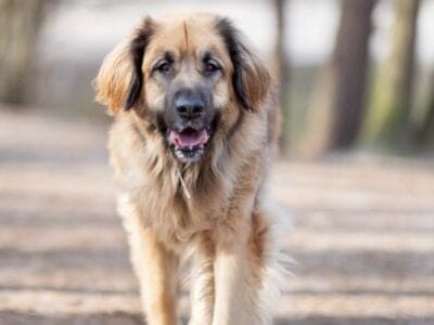 A Leonberger