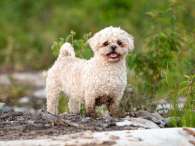 A Maltese Shih Tzu