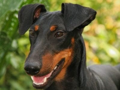 A Manchester Terrier