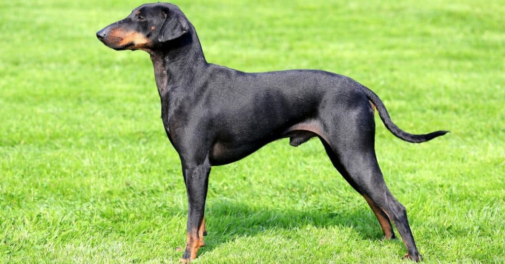 The lovely Manchester Terrier in a garden