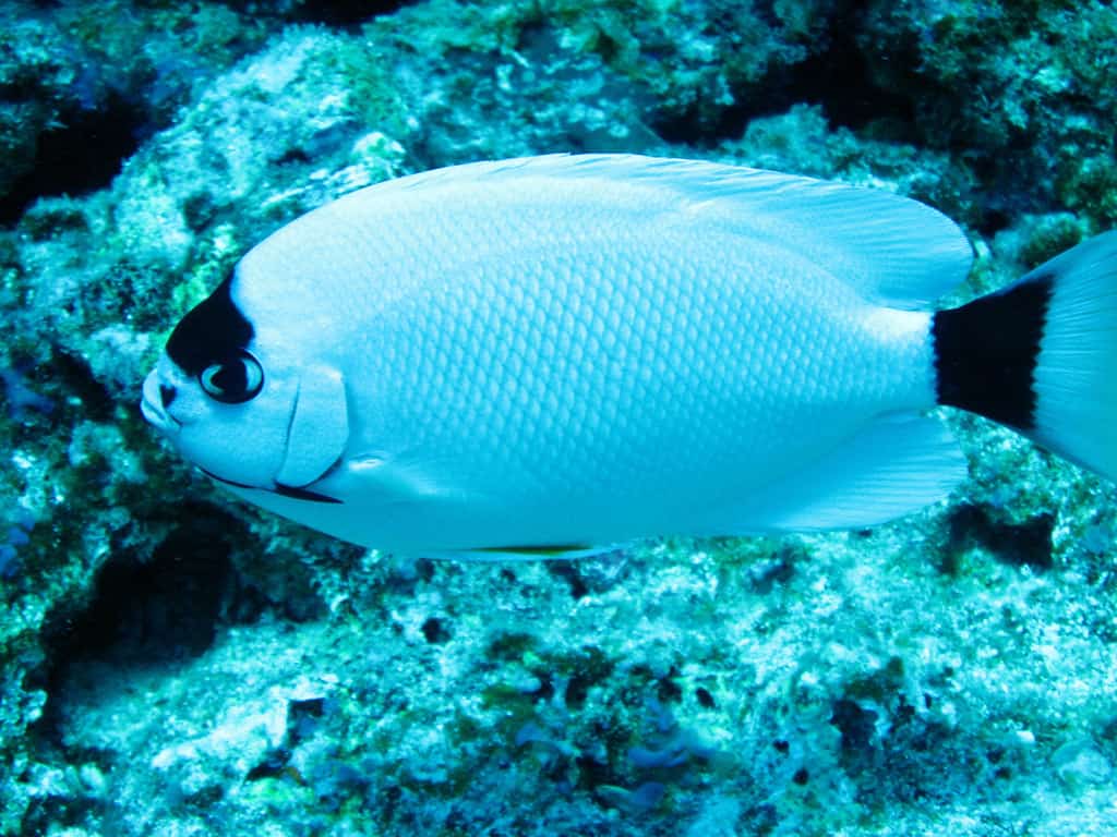 A masked angelfish