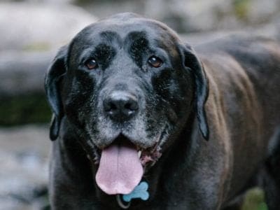 A Mastador