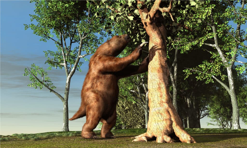 Megatherium