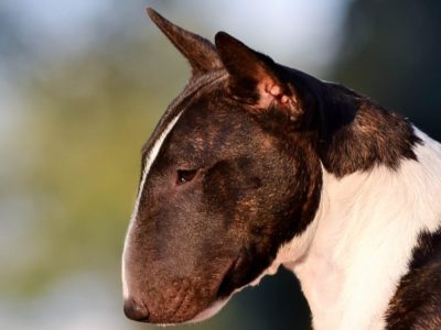 A Miniature Bull Terrier