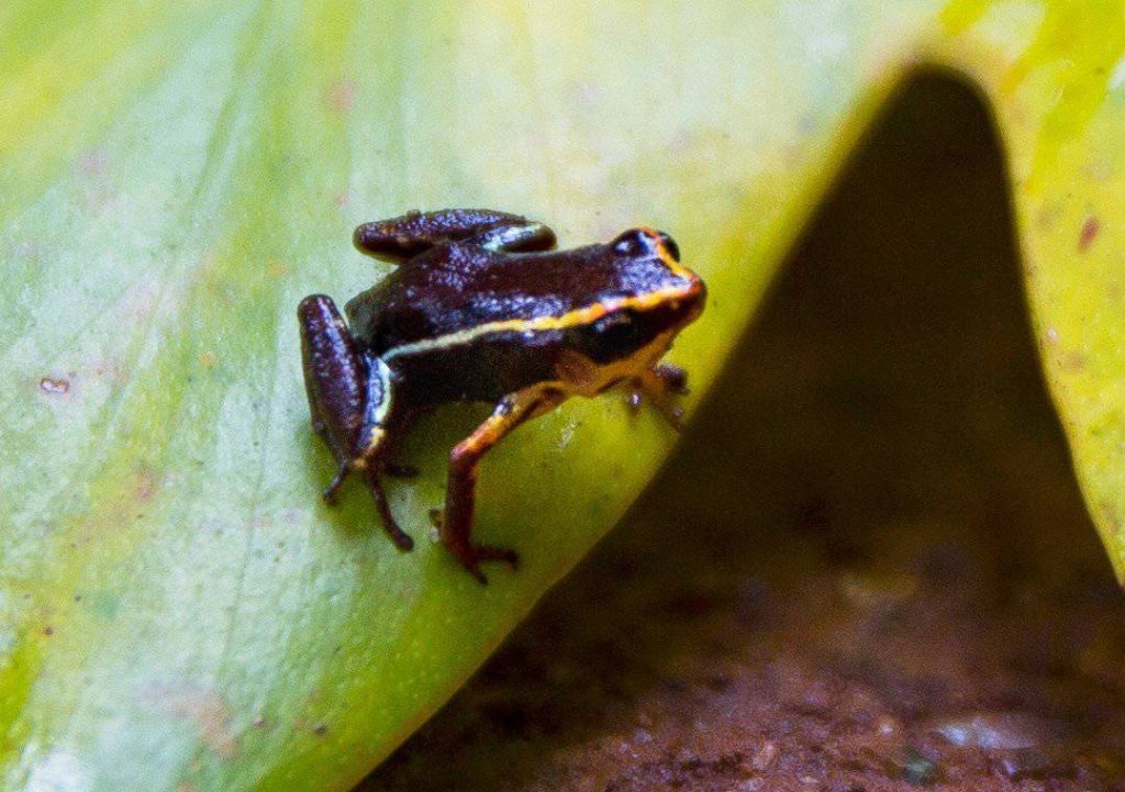 Monte Iberia Eleuth on a leaf