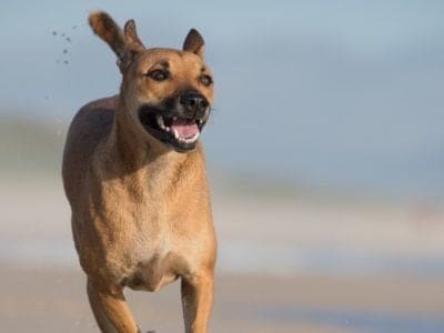 A Mountain Cur