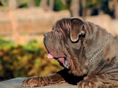 A Neapolitan Mastiff