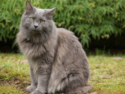 A Nebelung