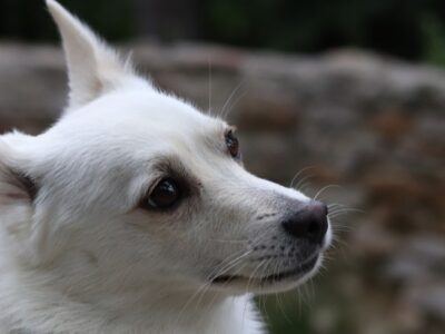 A Norwegian Buhund