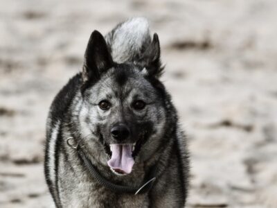 A Norwegian Elkhound