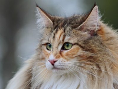 A Norwegian Forest