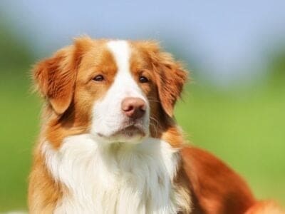 A Nova Scotia Duck Tolling Retriever