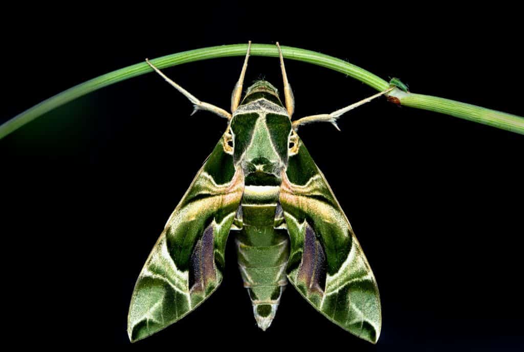 Oleander hawk moth on foliage at night.